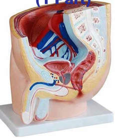 Human Male Pelvis Section (1 Part)