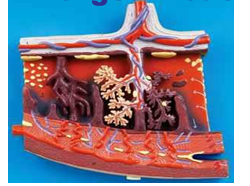 Enlarged Model of Placenta