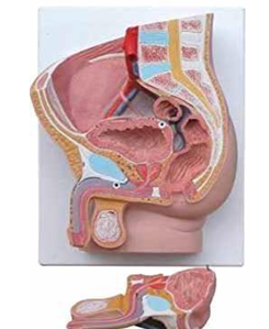 HUMAN MALE PELVIS  SECTION (2 Parts)