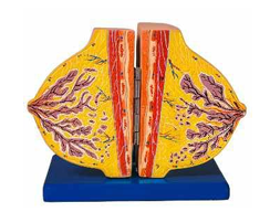 MAMMARY GLAND  IN RESTING 