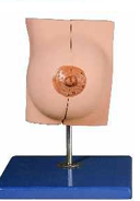 MAMMARY GLAND  IN RESTING 