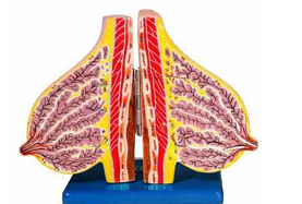 MAMMARY GLAND  IN LACTATION 