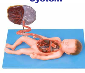 Fetal Circulatory System