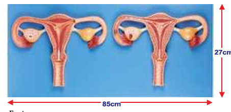 Fertilization Process Simulator 