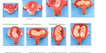 Embryonic Development