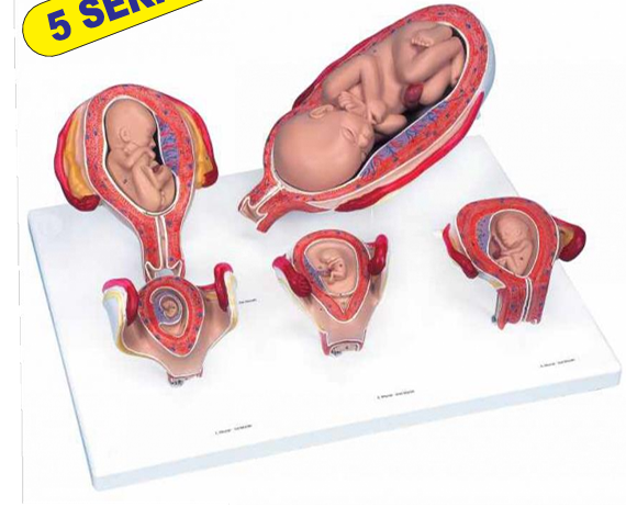 STAGES OF PREGNANCY UTERUS WITH FETUS. 