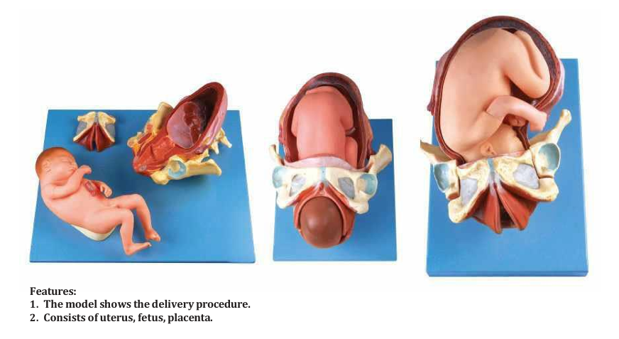 DEMONSTRATION MODEL OF CHILDBIRTH 