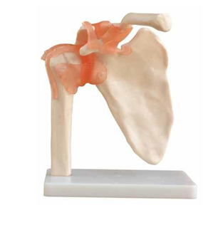 Shoulder Joint with Ligaments 