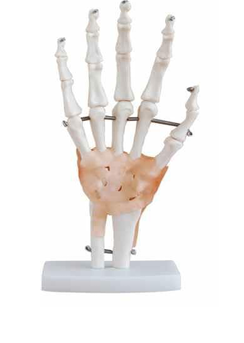 Functional Elbow Joint 