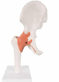 Functional Hip Joint