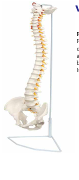 Vertebral Column  With Stand