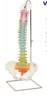 Vertebral Column  With Stand