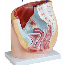 Human Female Pelvis Section (1 Part)