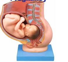 Pelvis with Uterus in the Ninth Month Pregnancy