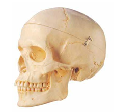 Adult Skull 3 Parts