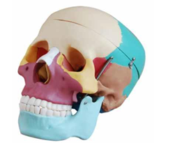 Life Size Coloured  Skull 3 Parts 