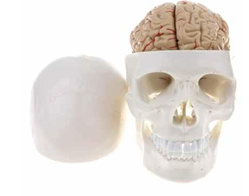 Skull Model with  8 Parts Brain 