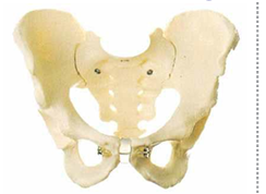 MALE PELVIS