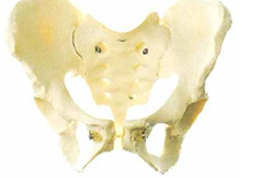 FEMALE PELVIS