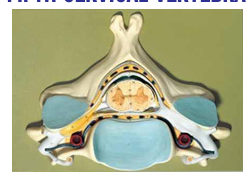 FIFTH CERVICAL VERTEBRA