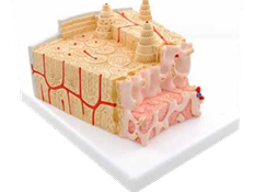 MICRO ANATOMY  BONE STRUCTURE 