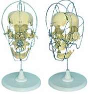 Dissected  Model of Adult Skull