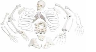 Disarticulated Human  Skeleton with Skull