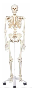 Humnan Skeleton
