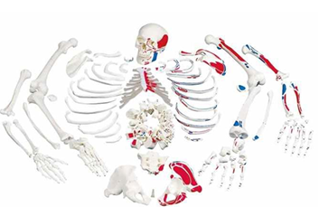 Disarticulated Painted  Skeleton model 