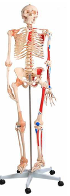 Human Skeleton With Muscles & Ligaments