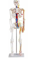 Skeleton with Nerves and Blood Vessels