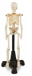 MINI SKELETON 