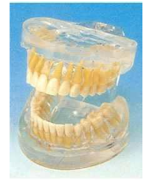 TRANSPARENT ADULT TEETH MODEL