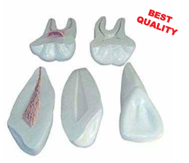 EXPANSION MODEL  OF HUMAN TEETH