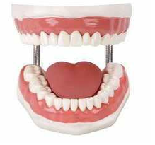 DENTAL MODEL SMALL