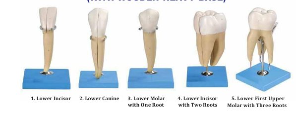 TEETH MODEL (WITH WOODEN HEAVY BASE)