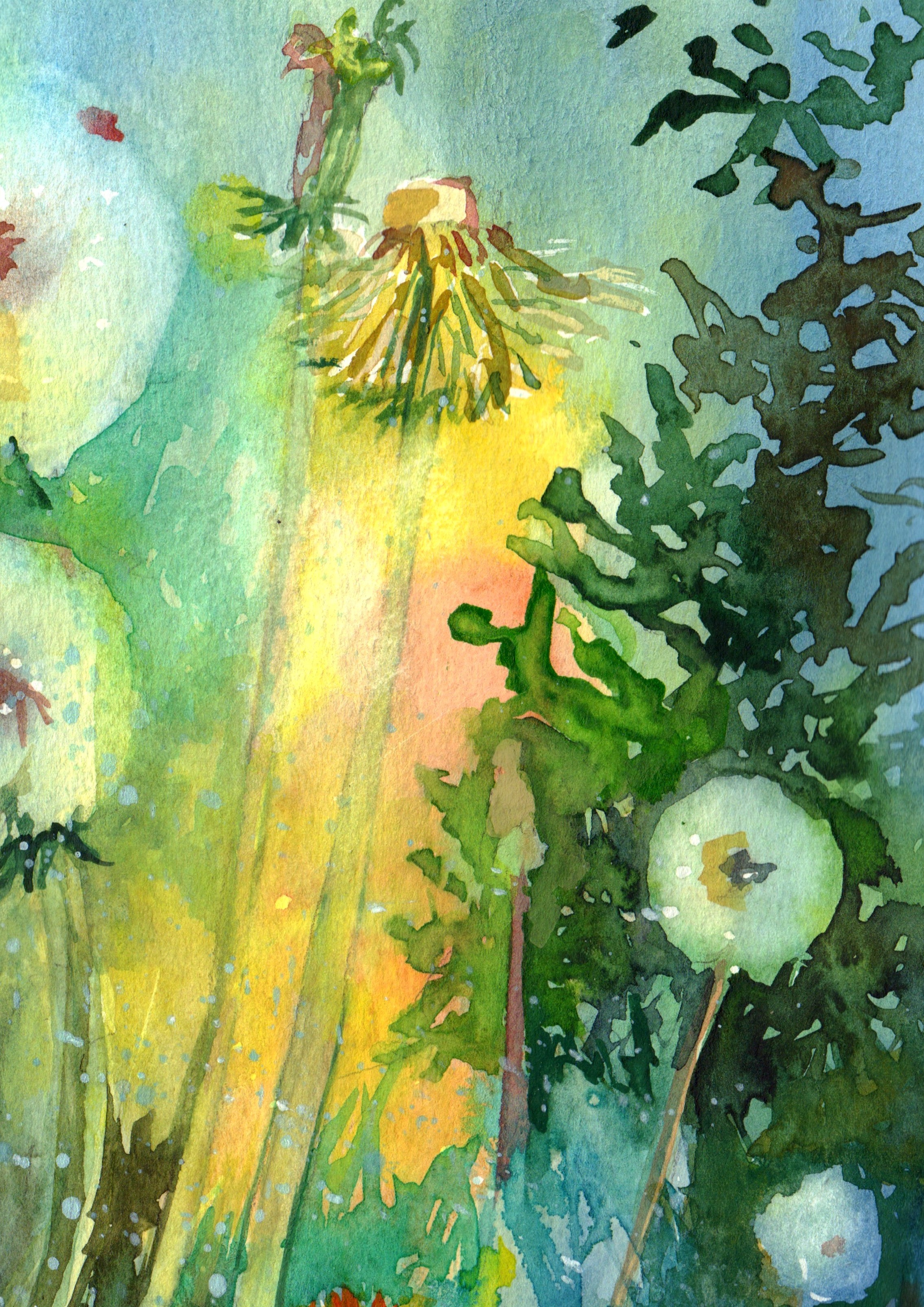 Dandelion Dreams