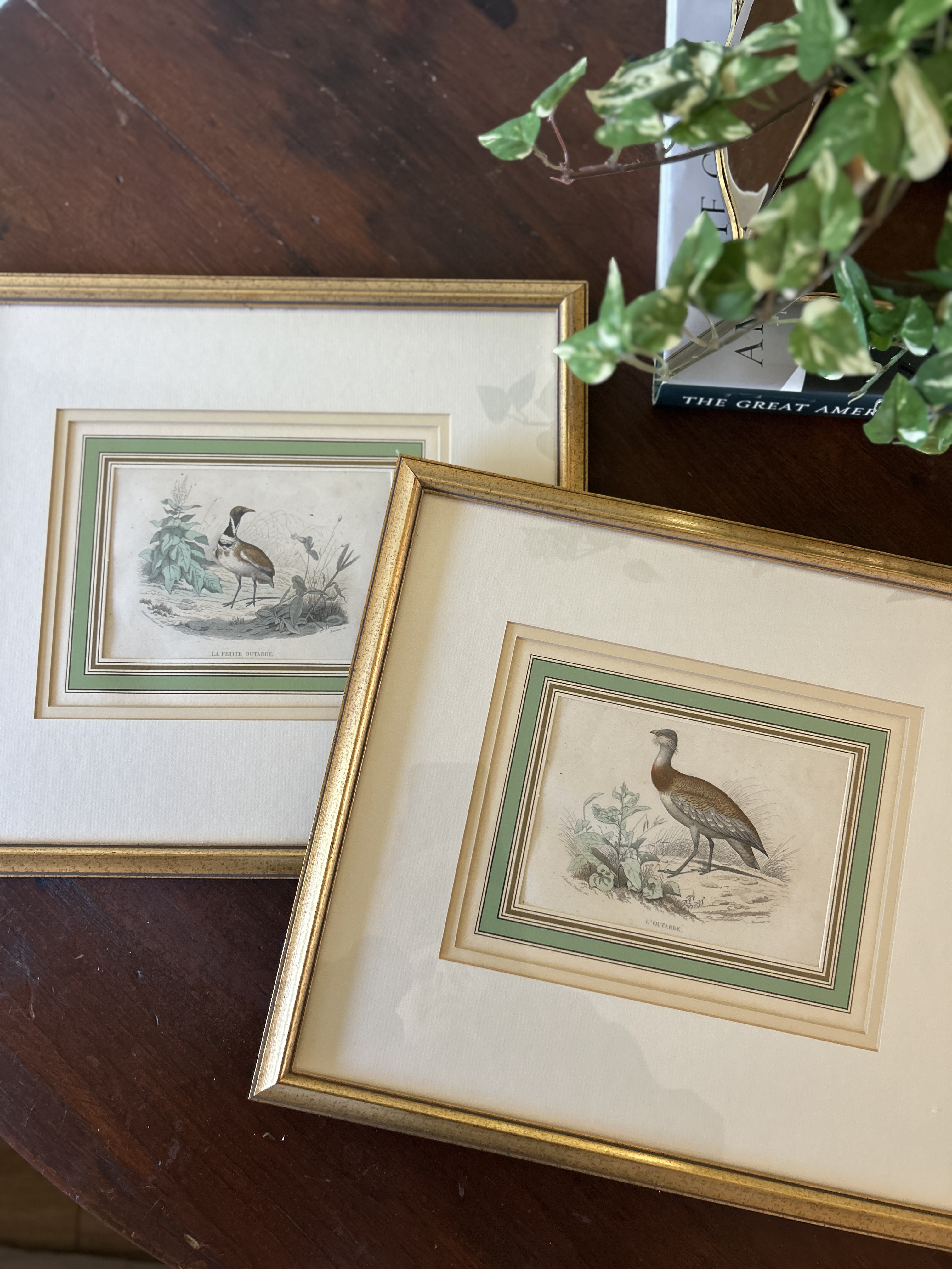 Framed Antique Bird Engravings