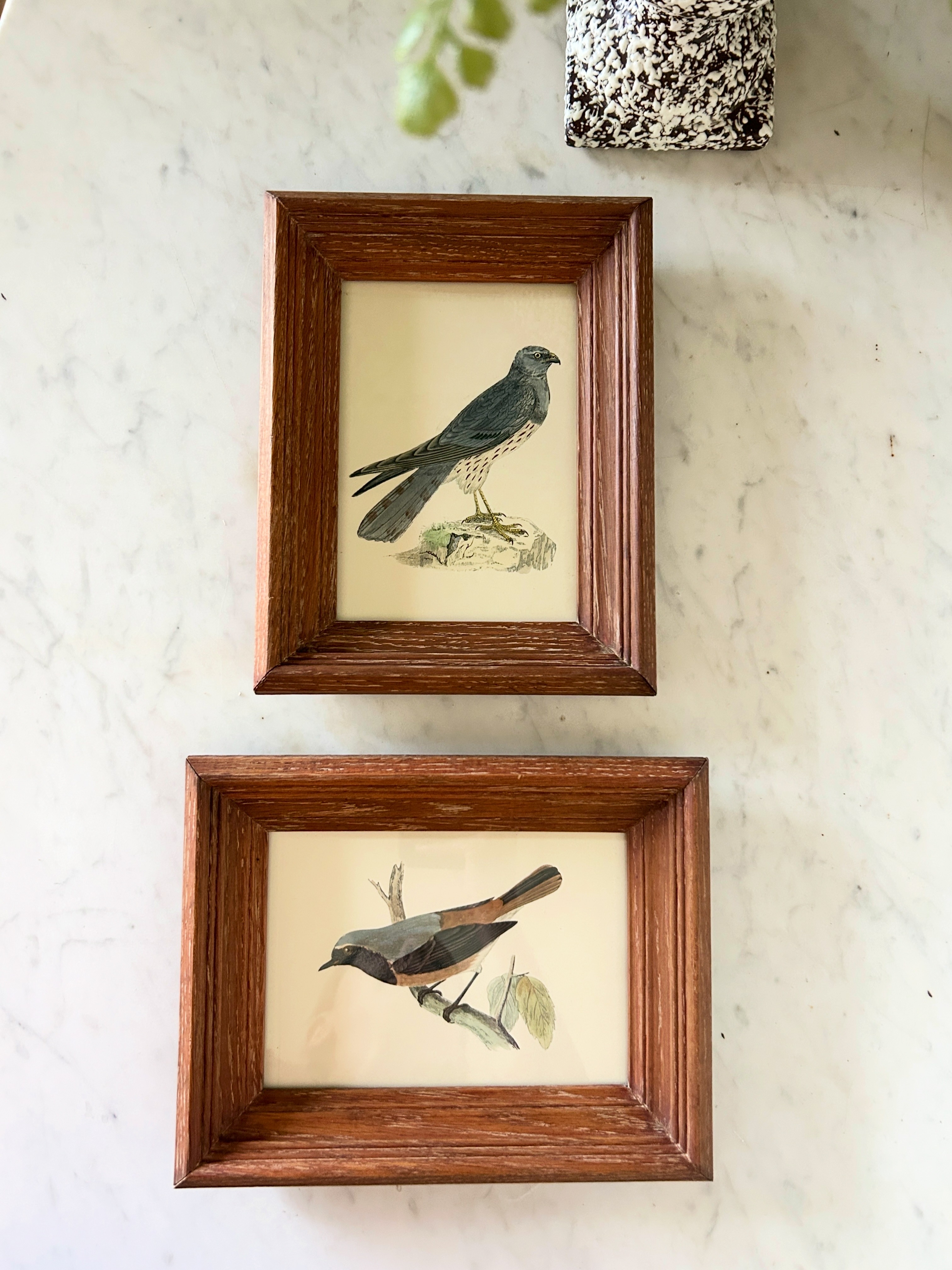 Set of Framed Bird Engravings