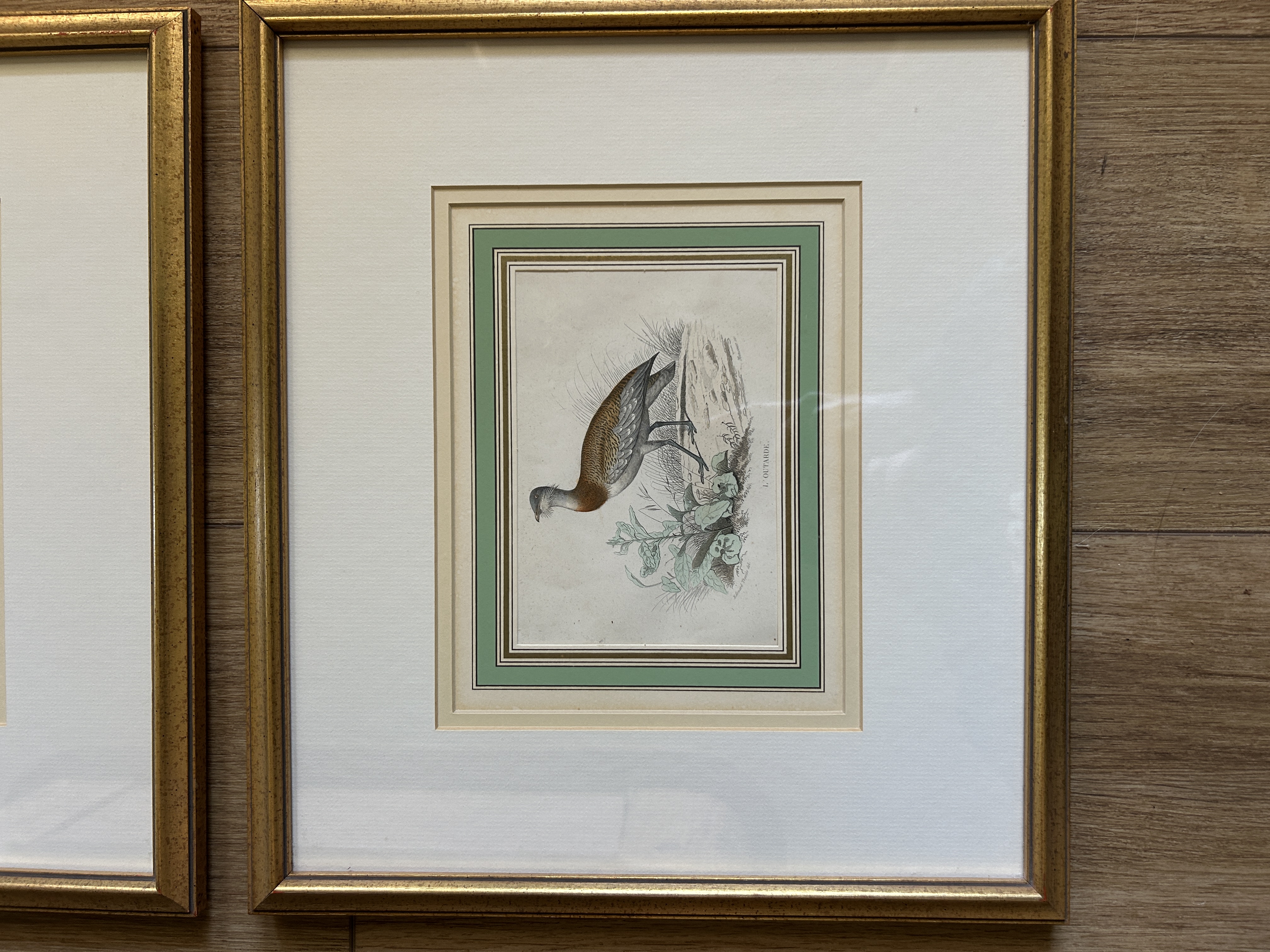 Framed Antique Bird Engravings