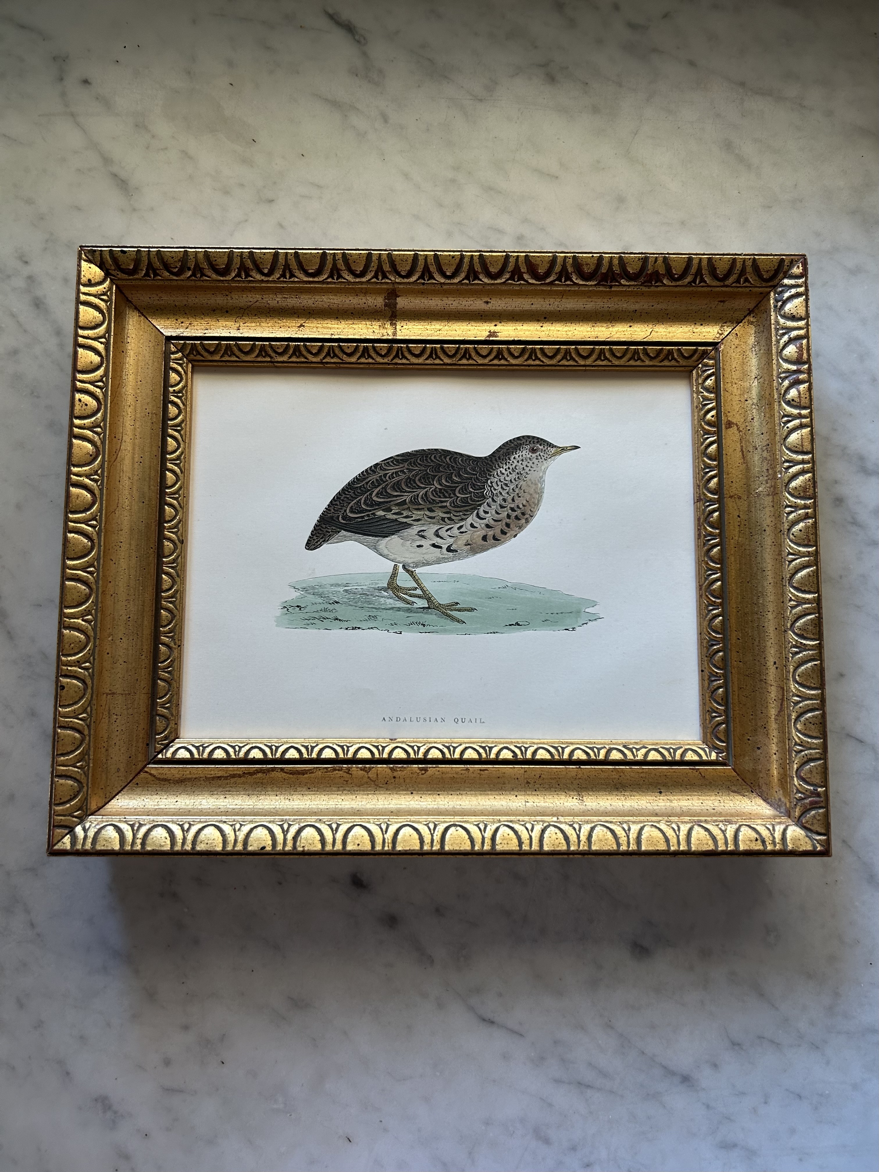 Gold Framed Quail Engraving