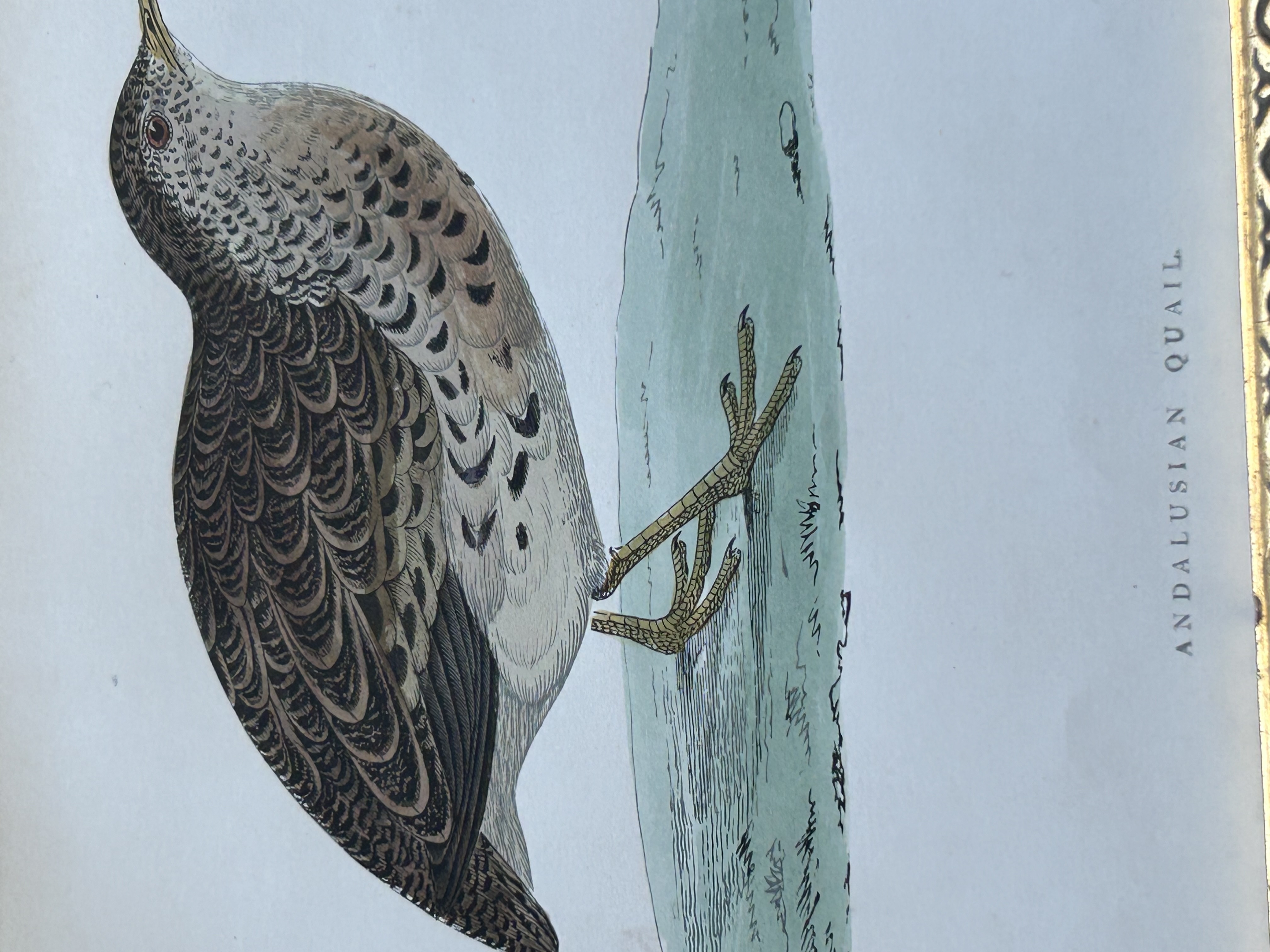 Gold Framed Quail Engraving