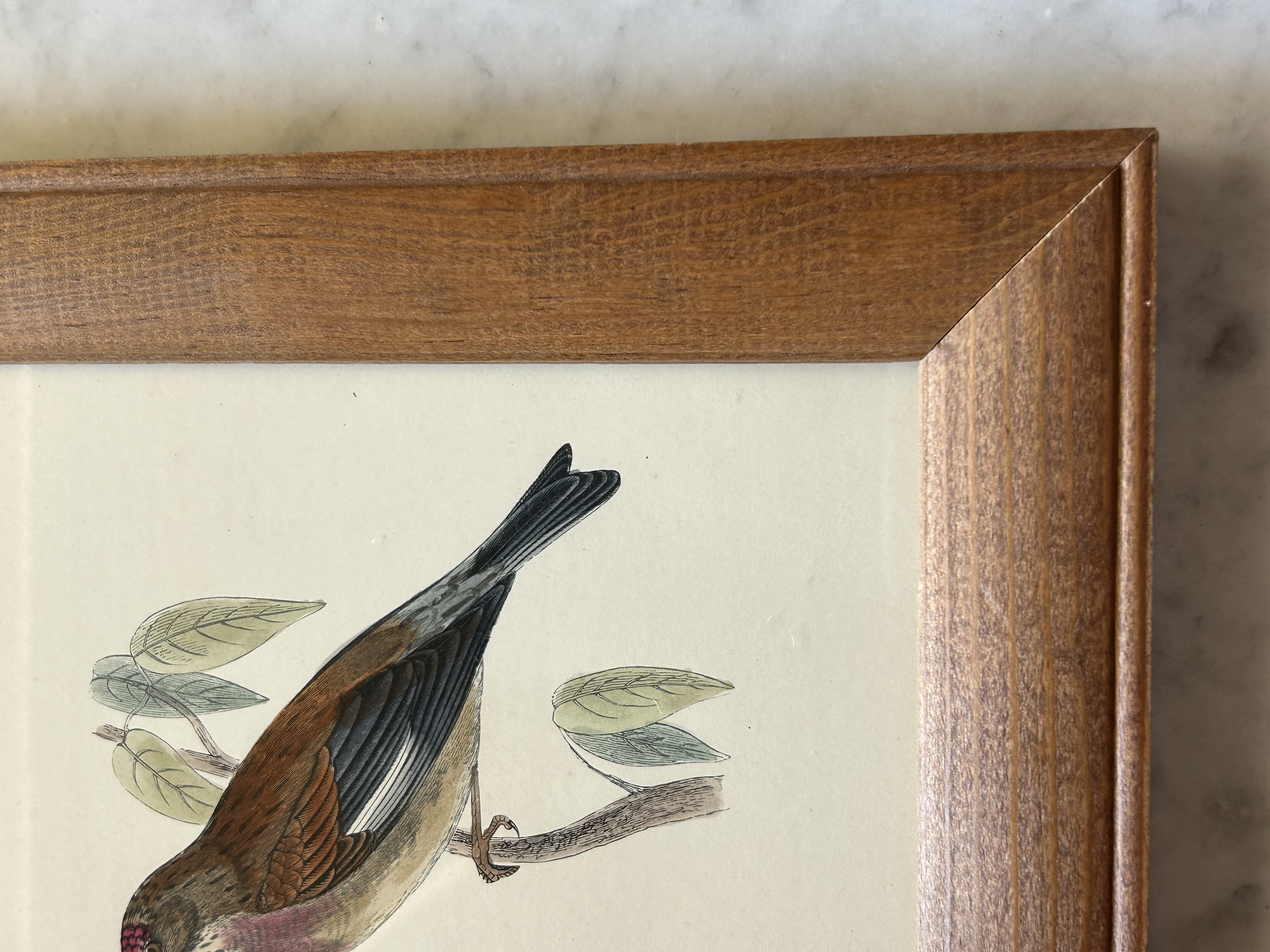 Framed Antique Engraving