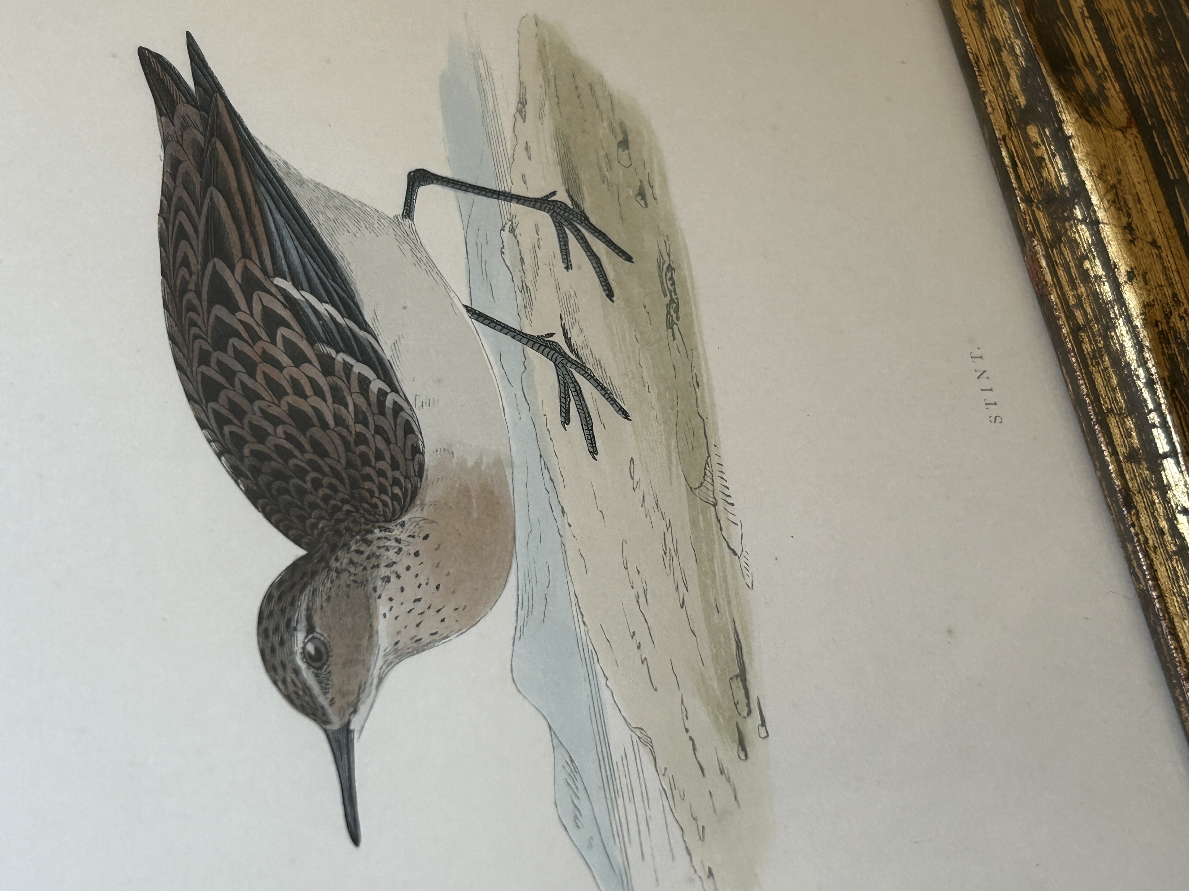 Vintage Framed Antique Shorebird