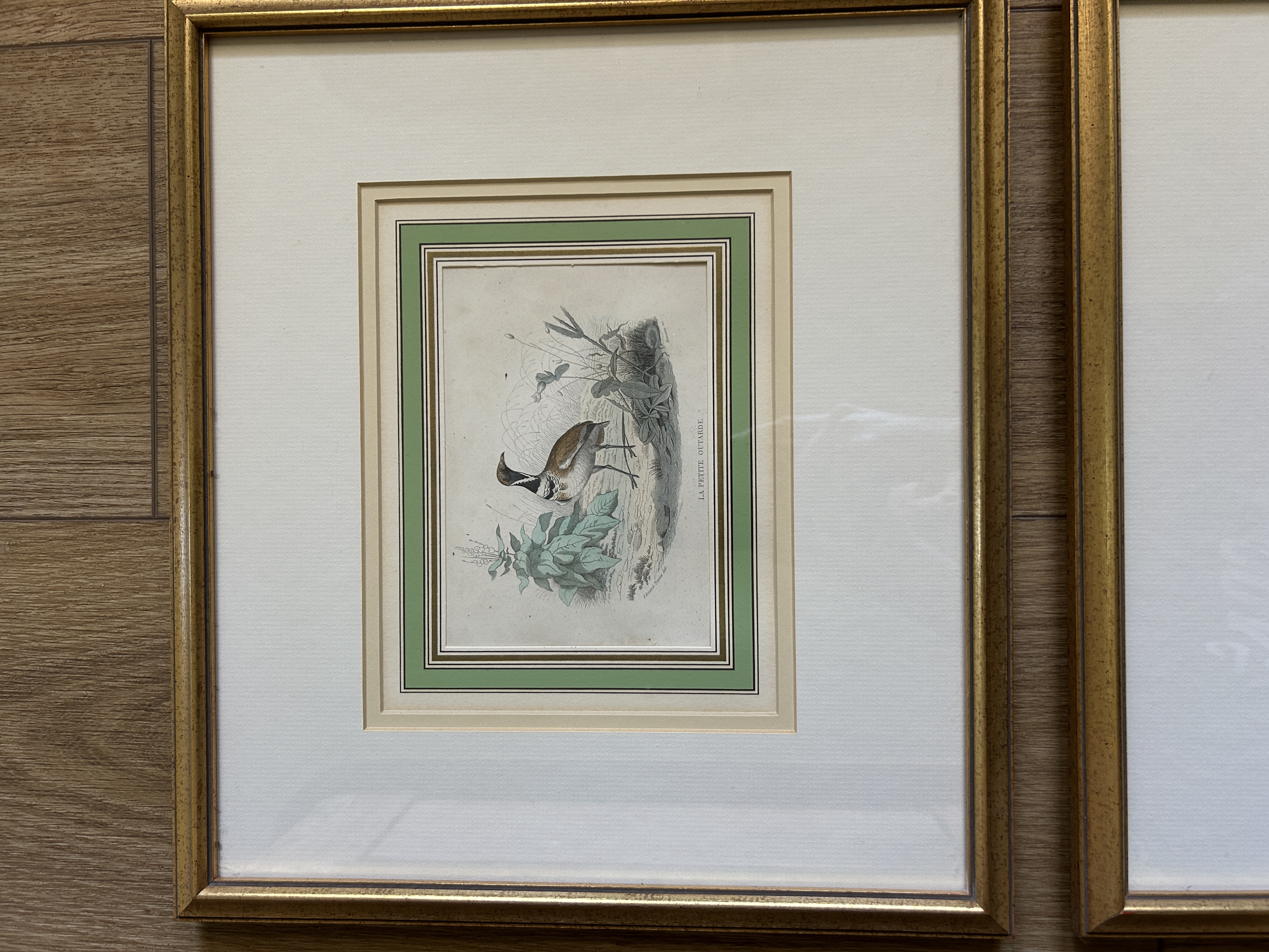 Framed Antique Bird Engravings