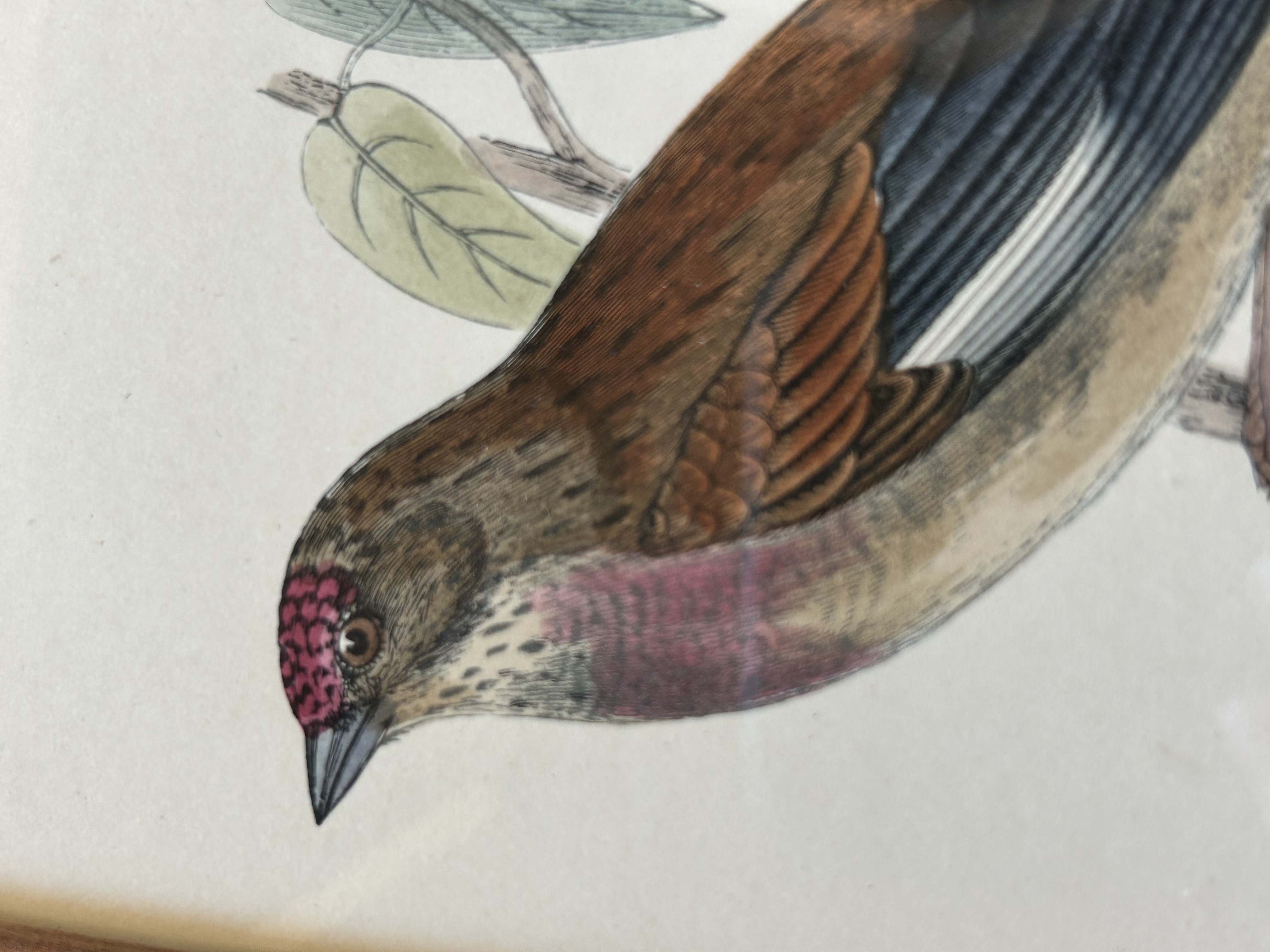 Framed Antique Engraving