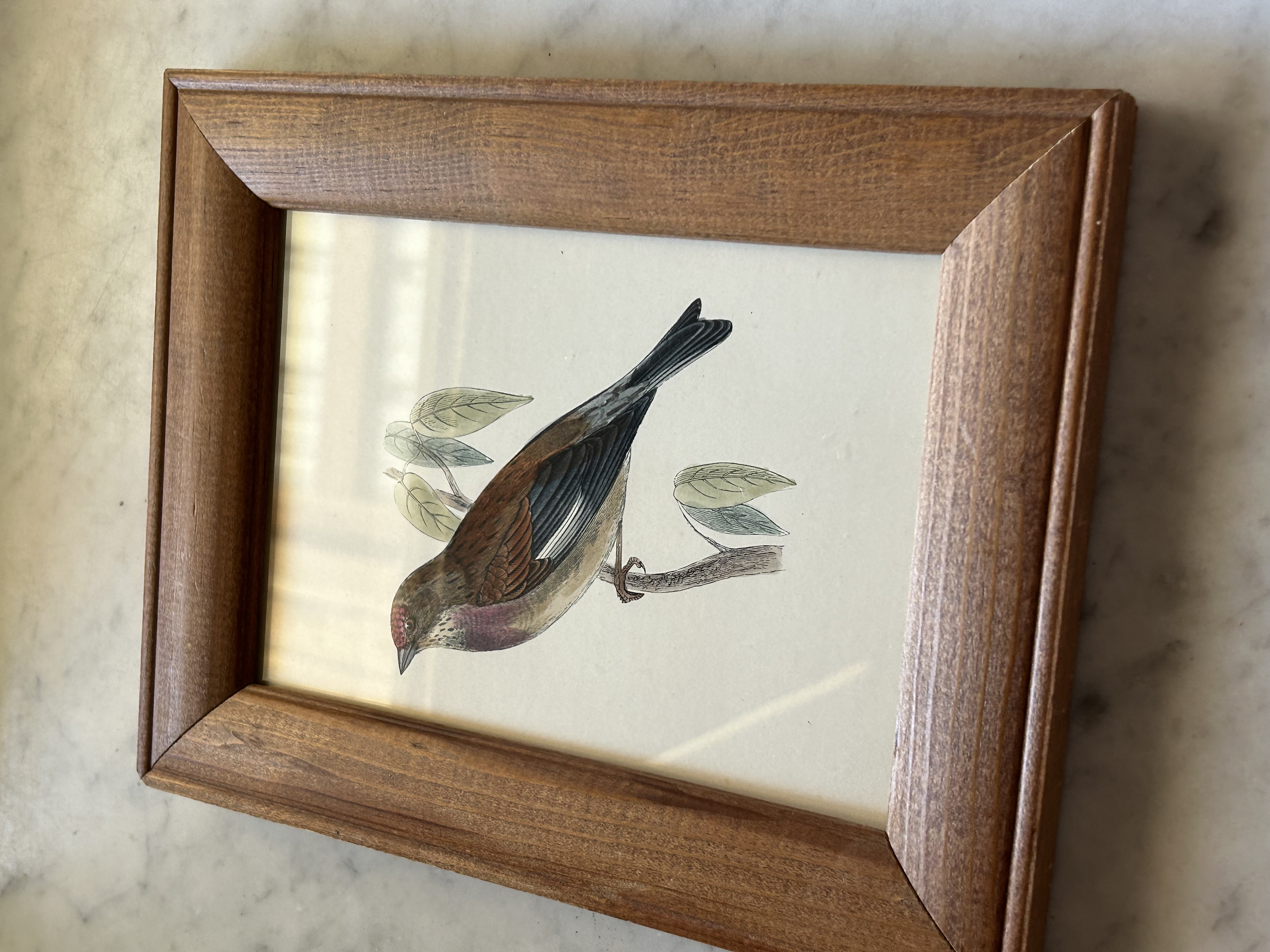 Framed Antique Engraving