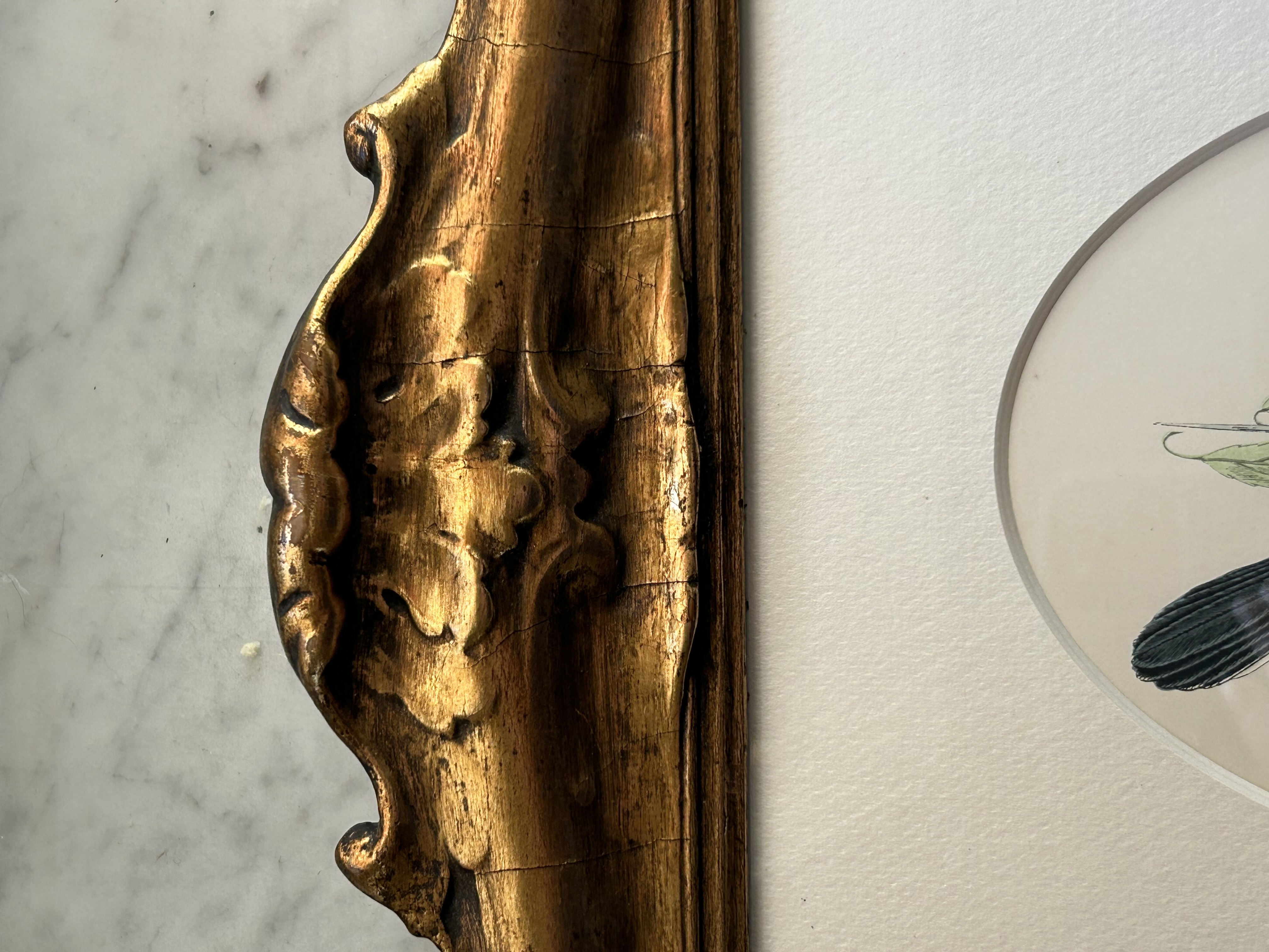 Antique Framed Warbler