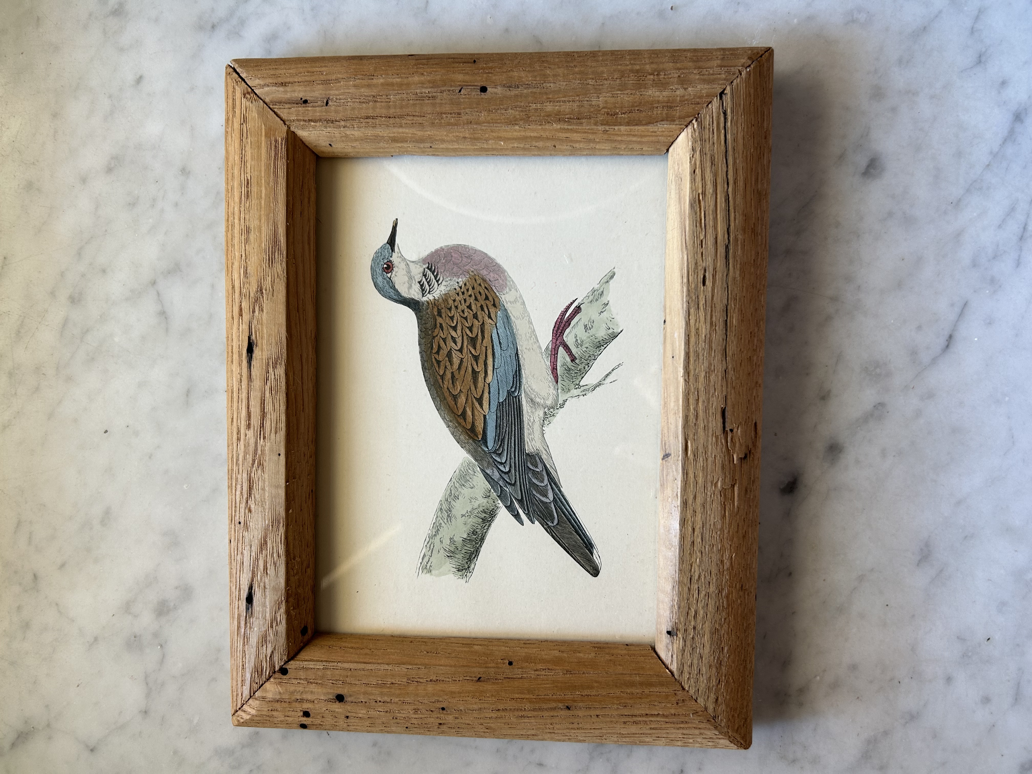 Framed Antique Engraving