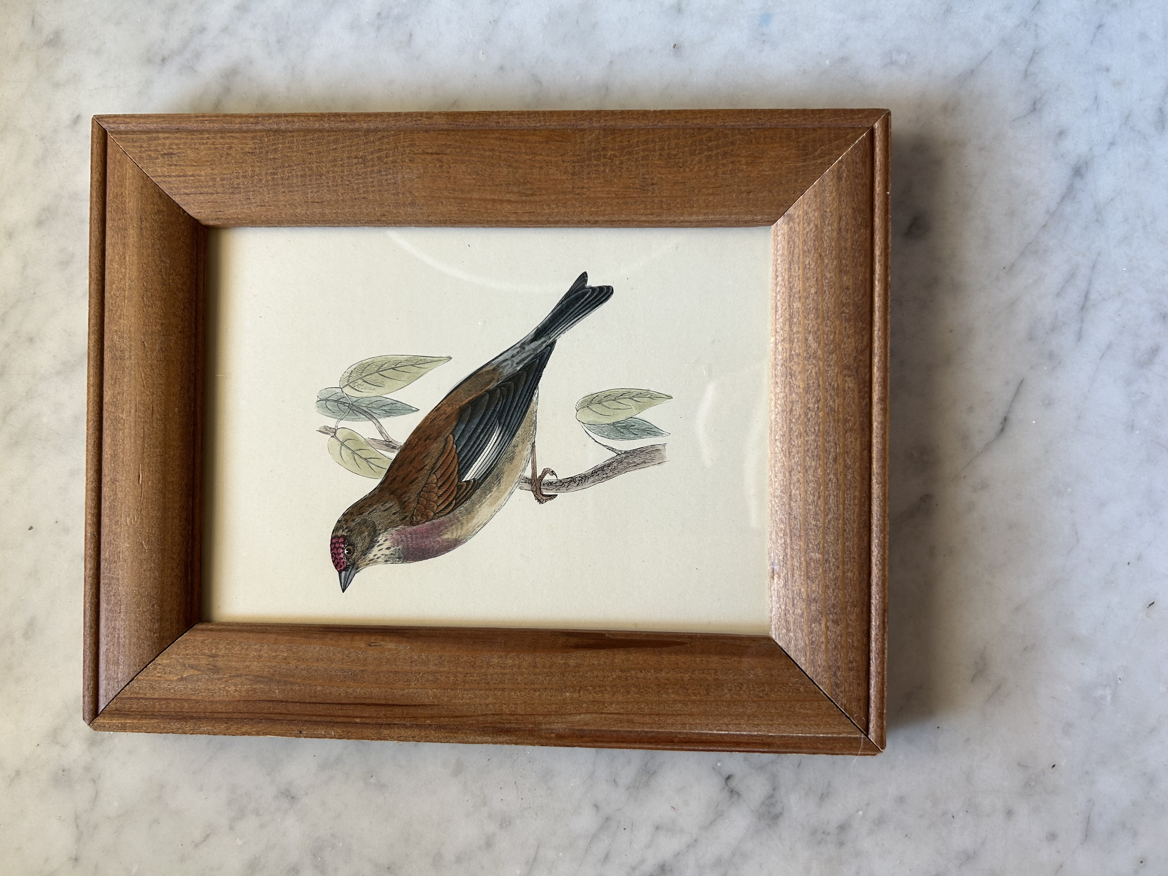 Framed Antique Engraving